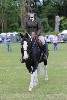 thornton-le-dale-gala showclass7acharity25-5-20151